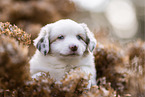 Miniature Australian Shepherd Welpe