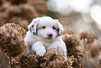 Miniature Australian Shepherd Welpe