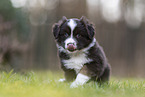 Miniature Australian Shepherd Welpe