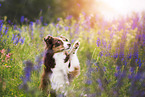 Miniature Australian Shepherd