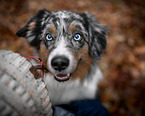 Miniature Australian Shepherd