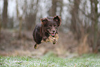 Miniature Australian Shepherd