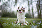 Miniature Australian Shepherd