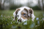 Miniature Australian Shepherd