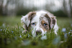 Miniature Australian Shepherd