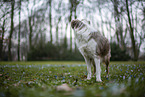 Miniature Australian Shepherd