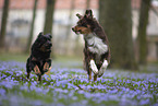 Miniature Australian Shepherd