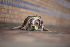 Miniature Australian Shepherd