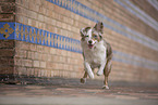 Miniature Australian Shepherd