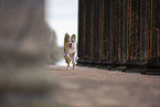 Miniature Australian Shepherd