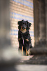 Miniature Australian Shepherd