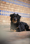 Miniature Australian Shepherd