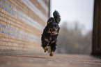 Miniature Australian Shepherd