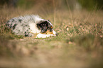 junger Miniature Australian Shepherd