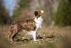 junger Miniature Australian Shepherd