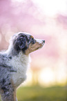 junger Miniature Australian Shepherd