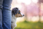 junger Miniature Australian Shepherd