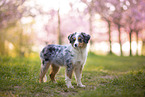 junger Miniature Australian Shepherd