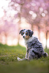 junger Miniature Australian Shepherd