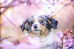 junger Miniature Australian Shepherd