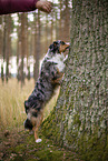 blue-merle Miniature Australian Shepherd