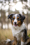 blue-merle Miniature Australian Shepherd