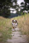 blue-merle Miniature Australian Shepherd