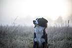 Miniature Australian Shepherd