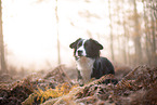 Miniature Australian Shepherd