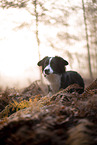 Miniature Australian Shepherd