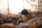 Miniature Australian Shepherd