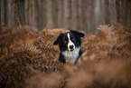 Miniature Australian Shepherd