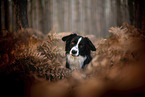 Miniature Australian Shepherd