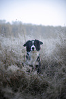 Miniature Australian Shepherd