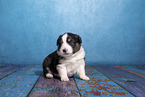 Miniature Australian Shepherd Welpe