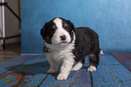 Miniature Australian Shepherd Welpe