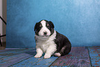 Miniature Australian Shepherd Welpe