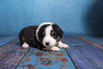 Miniature Australian Shepherd Welpe