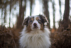 Miniature Australian Shepherd