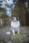 Miniature Australian Shepherd