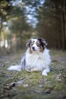 Miniature Australian Shepherd