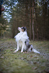 Miniature Australian Shepherd