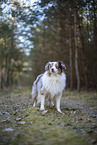 Miniature Australian Shepherd