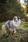 Miniature Australian Shepherd