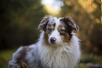 Miniature Australian Shepherd