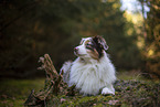 Miniature Australian Shepherd