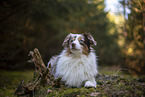 Miniature Australian Shepherd