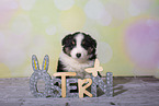 Miniature Australian Shepherd Welpe