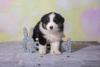 Miniature Australian Shepherd Welpe