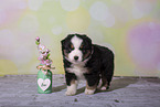 Miniature Australian Shepherd Welpe